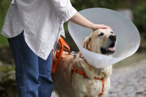 Dog Bite Injury Attorneys in Missouri