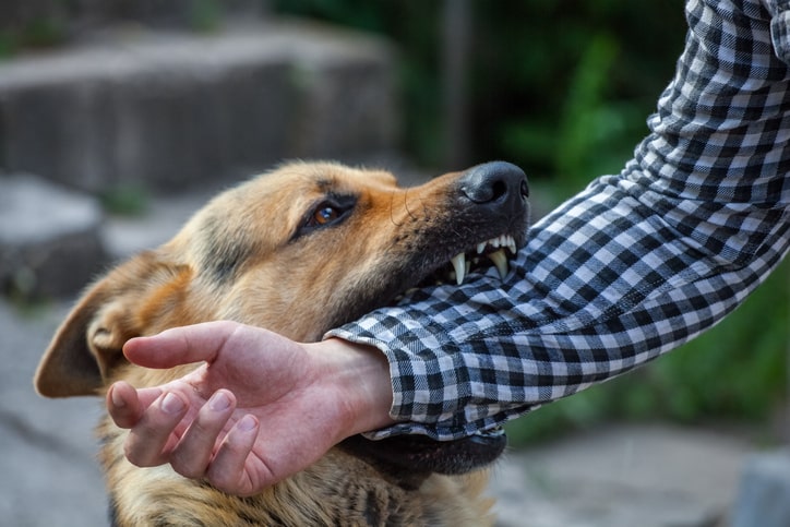 Dog Bite Injury Law in Olathe, Kansas